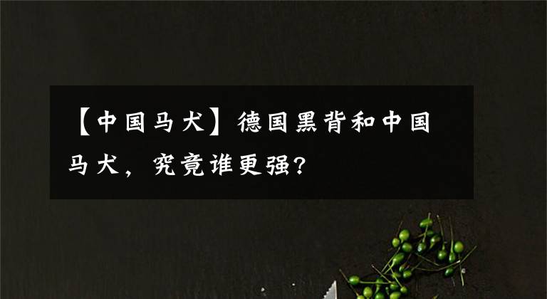 【中國馬犬】德國黑背和中國馬犬，究竟誰更強(qiáng)?