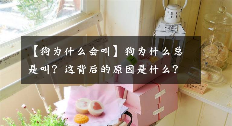 【狗為什么會(huì)叫】狗為什么總是叫？這背后的原因是什么？