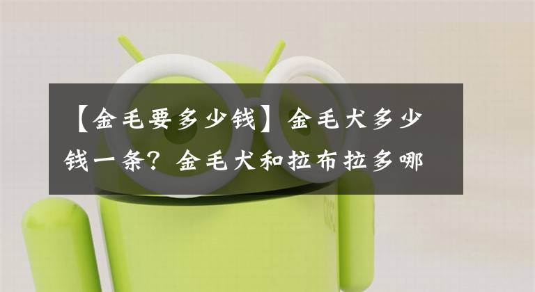 【金毛要多少錢】金毛犬多少錢一條？金毛犬和拉布拉多哪個更好