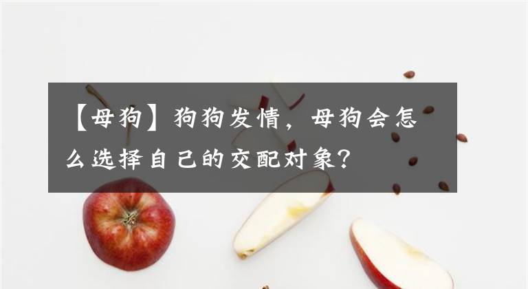 【母狗】狗狗發(fā)情，母狗會(huì)怎么選擇自己的交配對象？