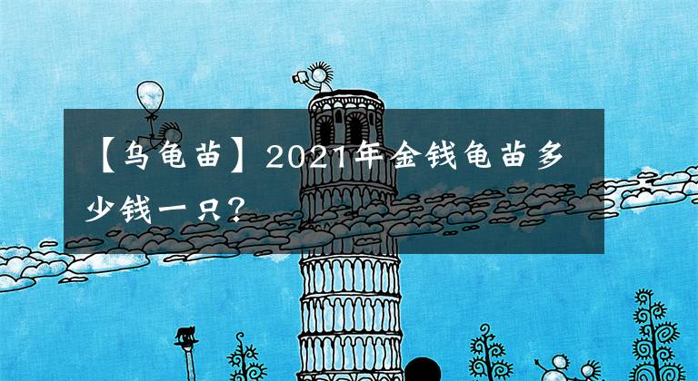 【烏龜苗】2021年金錢(qián)龜苗多少錢(qián)一只？