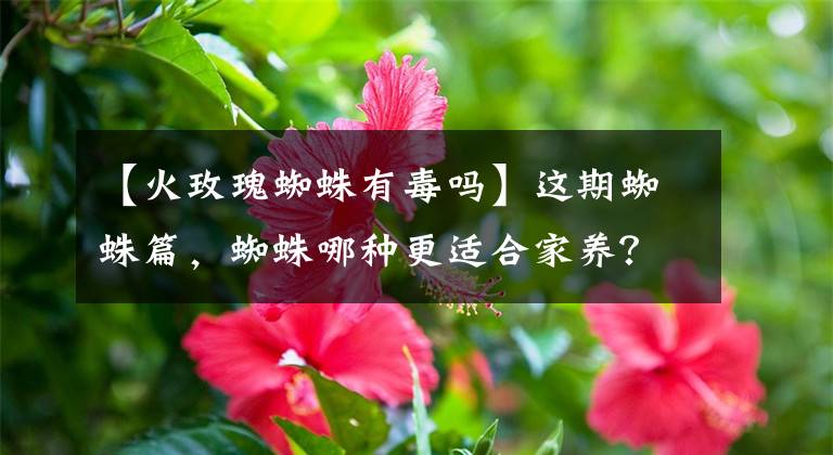 【火玫瑰蜘蛛有毒嗎】這期蜘蛛篇，蜘蛛哪種更適合家養(yǎng)？