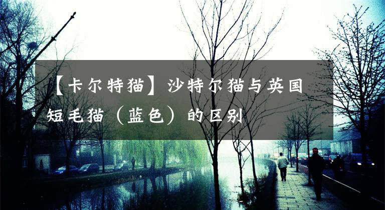 【卡爾特貓】沙特爾貓與英國短毛貓（藍(lán)色）的區(qū)別