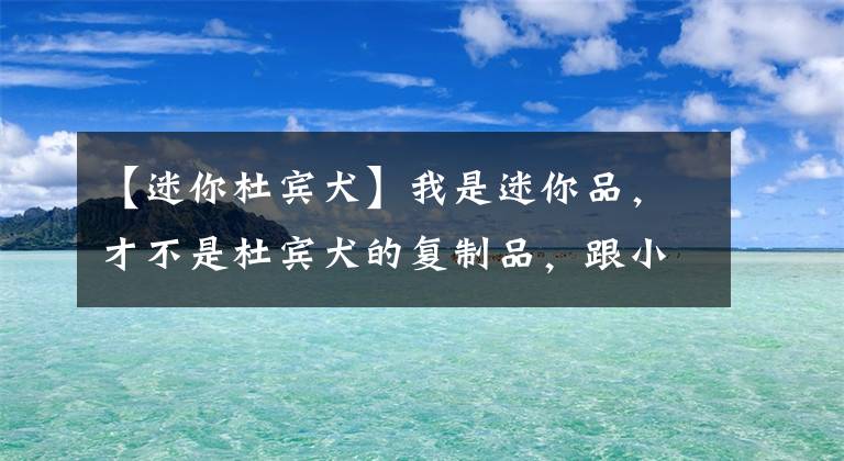 【迷你杜賓犬】我是迷你品，才不是杜賓犬的復制品，跟小鹿犬更沒什么關系！