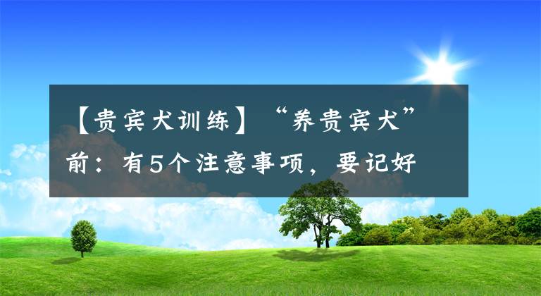 【貴賓犬訓(xùn)練】“養(yǎng)貴賓犬”前：有5個(gè)注意事項(xiàng)，要記好