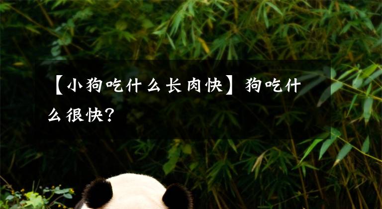 【小狗吃什么長肉快】狗吃什么很快？