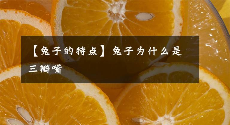 【兔子的特點】兔子為什么是三瓣嘴