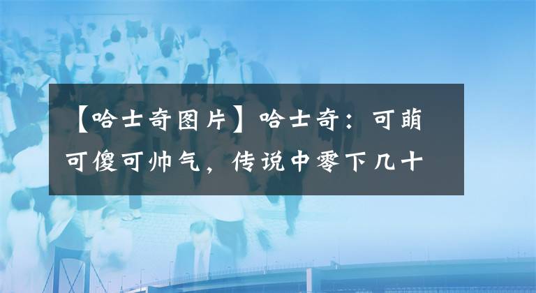 【哈士奇圖片】哈士奇：可萌可傻可帥氣，傳說中零下幾十度解鎖智商的拆遷隊隊長