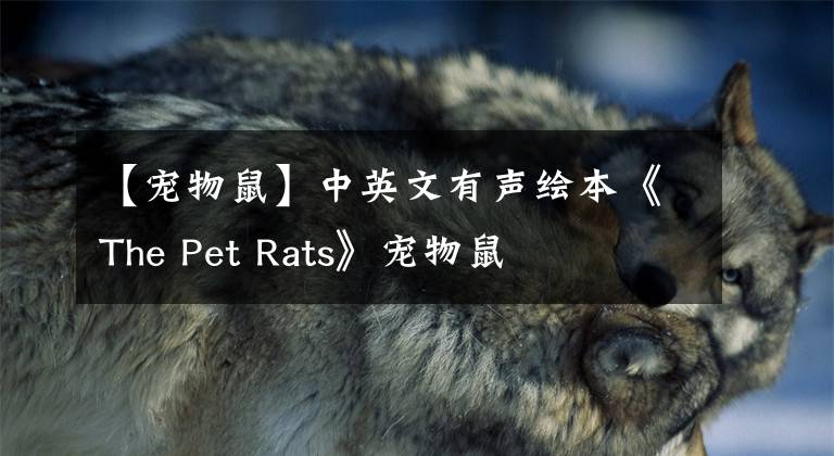 【寵物鼠】中英文有聲繪本《The Pet Rats》寵物鼠