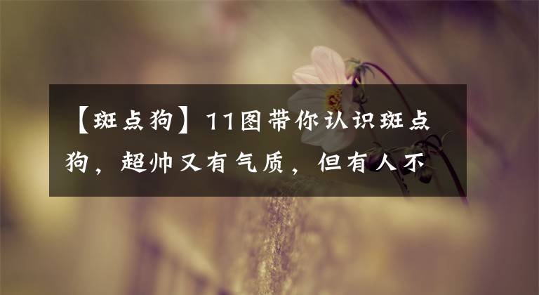 【斑點狗】11圖帶你認識斑點狗，超帥又有氣質(zhì)，但有人不敢養(yǎng)