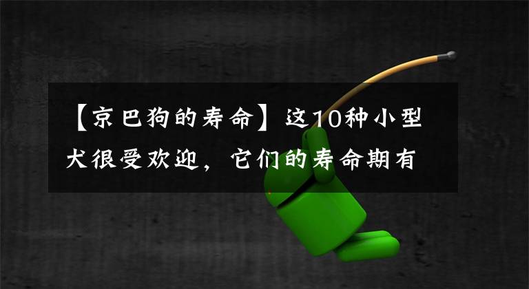 【京巴狗的壽命】這10種小型犬很受歡迎，它們的壽命期有多長，你都知道嗎？