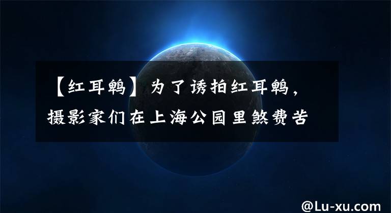 【紅耳鵯】為了誘拍紅耳鵯，攝影家們?cè)谏虾９珗@里煞費(fèi)苦心！