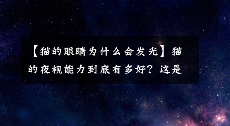 【貓的眼睛為什么會(huì)發(fā)光】貓的夜視能力到底有多好？這是真的嗎？