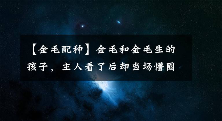 【金毛配種】金毛和金毛生的孩子，主人看了后卻當(dāng)場懵圈了