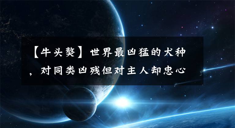 【牛頭獒】世界最兇猛的犬種，對同類兇殘但對主人卻忠心順從的土佐犬