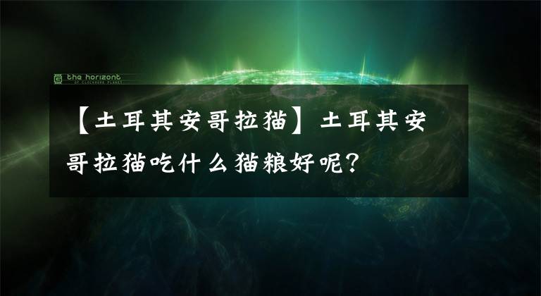 【土耳其安哥拉貓】土耳其安哥拉貓吃什么貓糧好呢？