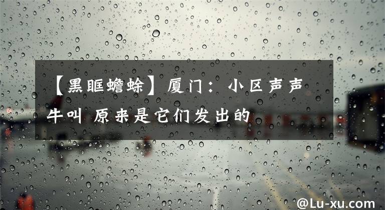 【黑眶蟾蜍】廈門：小區(qū)聲聲牛叫 原來是它們發(fā)出的