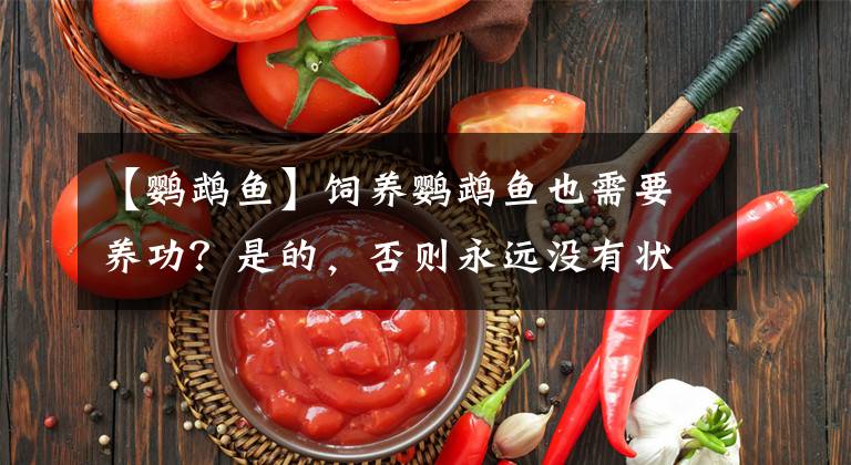 【鸚鵡魚】飼養(yǎng)鸚鵡魚也需要養(yǎng)功？是的，否則永遠沒有狀態(tài)、也不會紅