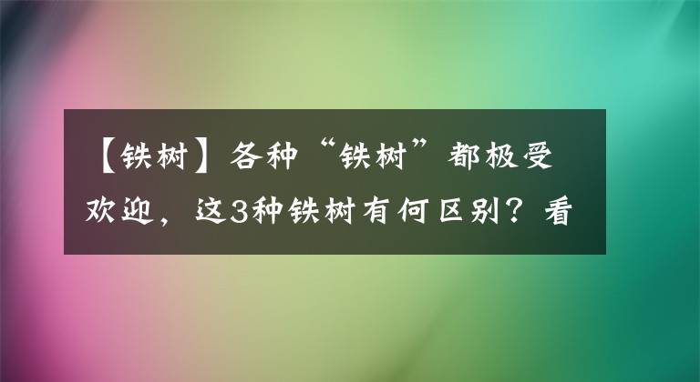 【鐵樹】各種“鐵樹”都極受歡迎，這3種鐵樹有何區(qū)別？看看你能分得清嗎