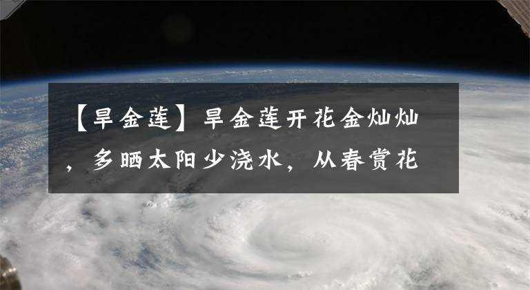 【旱金蓮】旱金蓮開花金燦燦，多曬太陽少澆水，從春賞花到秋天