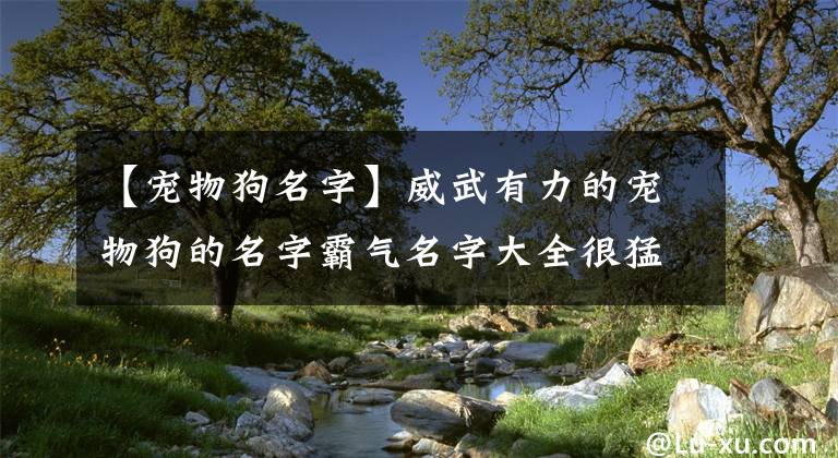 【寵物狗名字】威武有力的寵物狗的名字霸氣名字大全很猛-可愛點