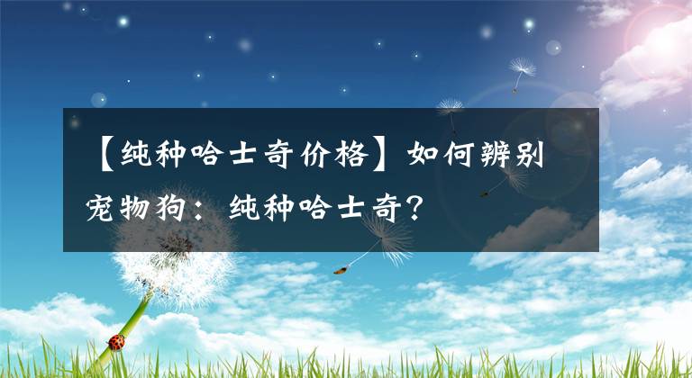 【純種哈士奇價(jià)格】如何辨別寵物狗：純種哈士奇？