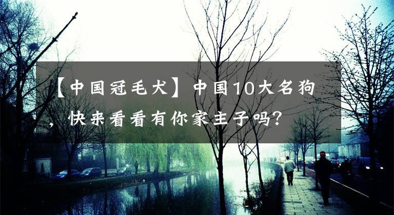 【中國冠毛犬】中國10大名狗，快來看看有你家主子嗎？