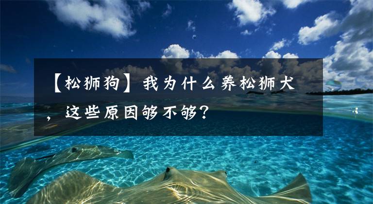 【松獅狗】我為什么養(yǎng)松獅犬，這些原因夠不夠？