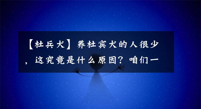 【杜兵犬】養(yǎng)杜賓犬的人很少，這究竟是什么原因？咱們一起分析一下