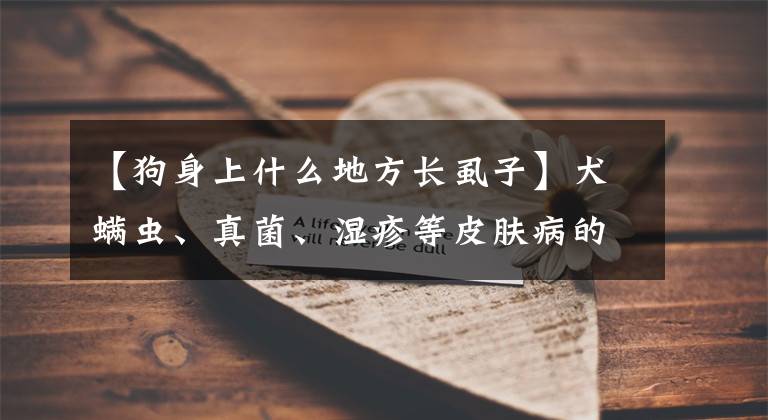 【狗身上什么地方長虱子】犬螨蟲、真菌、濕疹等皮膚病的區(qū)分和簡單治療