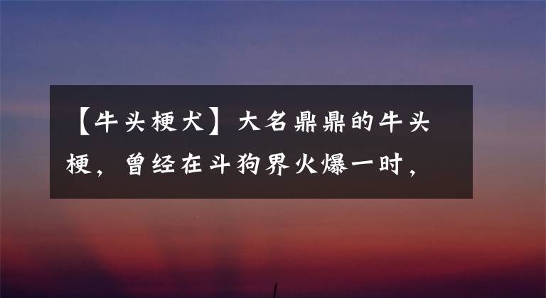 【牛頭梗犬】大名鼎鼎的牛頭梗，曾經在斗狗界火爆一時，后被比特犬代替