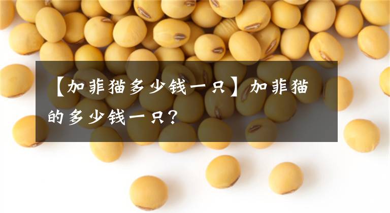 【加菲貓多少錢一只】加菲貓的多少錢一只？