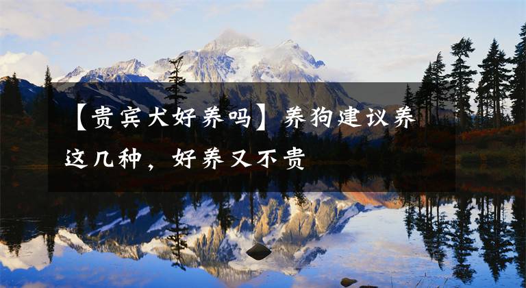 【貴賓犬好養(yǎng)嗎】養(yǎng)狗建議養(yǎng)這幾種，好養(yǎng)又不貴