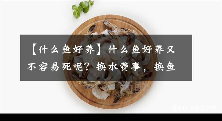 【什么魚好養(yǎng)】什么魚好養(yǎng)又不容易死呢？換水費事，換魚費錢，那就養(yǎng)這幾種吧