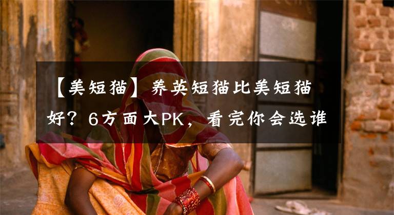 【美短貓】養(yǎng)英短貓比美短貓好？6方面大PK，看完你會選誰？