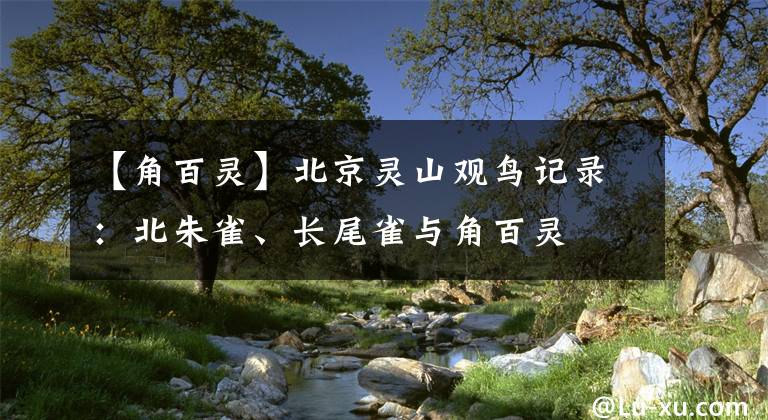 【角百靈】北京靈山觀鳥(niǎo)記錄：北朱雀、長(zhǎng)尾雀與角百靈