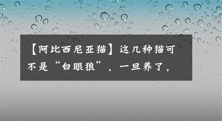 【阿比西尼亞貓】這幾種貓可不是“白眼狼”，一旦養(yǎng)了，余生心里只有你