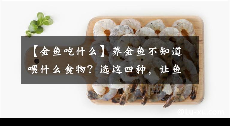 【金魚吃什么】養(yǎng)金魚不知道喂什么食物？選這四種，讓魚蹭蹭長(zhǎng)