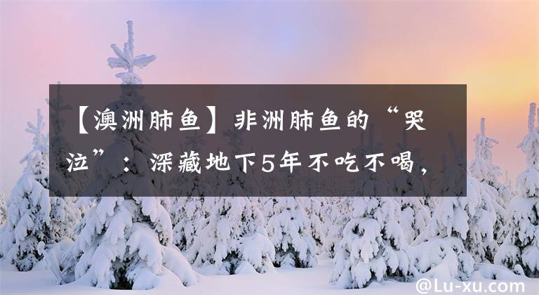 【澳洲肺魚】非洲肺魚的“哭泣”：深藏地下5年不吃不喝，卻被挖到瀕臨滅絕