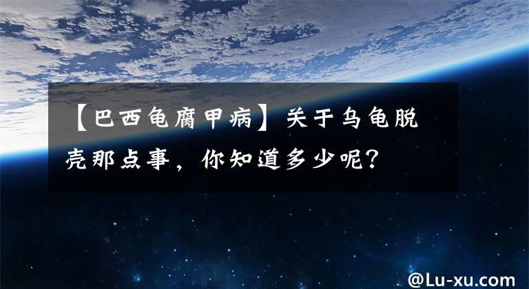 【巴西龜腐甲病】關(guān)于烏龜脫殼那點(diǎn)事，你知道多少呢？