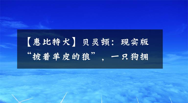 【惠比特犬】貝靈頓：現(xiàn)實(shí)版“披著羊皮的狼”，一只狗擁有羊的外表，還會(huì)變色