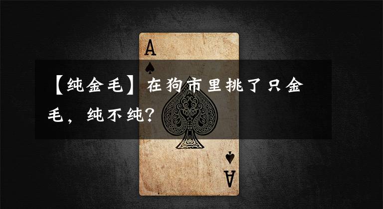 【純金毛】在狗市里挑了只金毛，純不純？