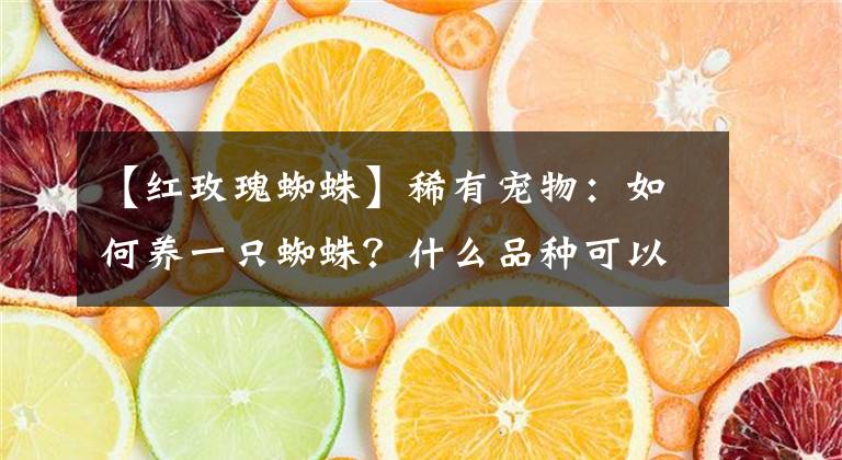 【紅玫瑰蜘蛛】稀有寵物：如何養(yǎng)一只蜘蛛？什么品種可以飼養(yǎng)？最后一個最犀利！