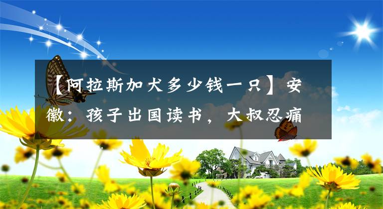 【阿拉斯加犬多少錢一只】安徽：孩子出國讀書，大叔忍痛賣狗：網(wǎng)上6000買，狗市3000沒人要