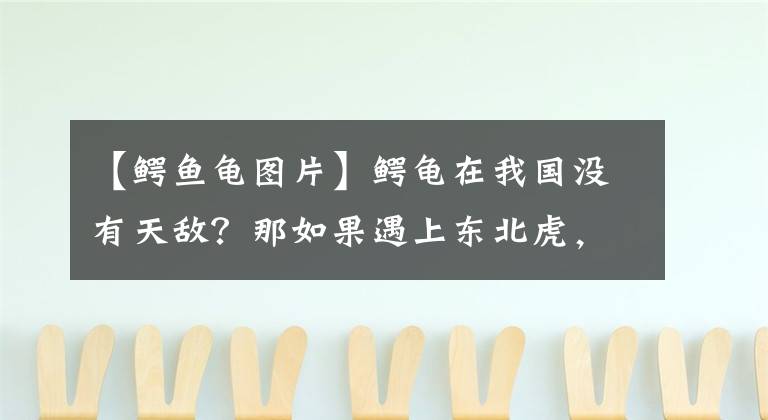 【鱷魚龜圖片】鱷龜在我國沒有天敵？那如果遇上東北虎，兩者誰勝誰負(fù)