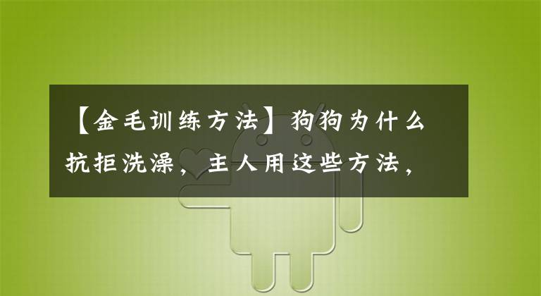 【金毛訓(xùn)練方法】狗狗為什么抗拒洗澡，主人用這些方法，讓它愛上洗澡