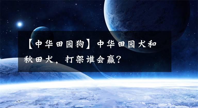 【中華田園狗】中華田園犬和秋田犬，打架誰會贏？