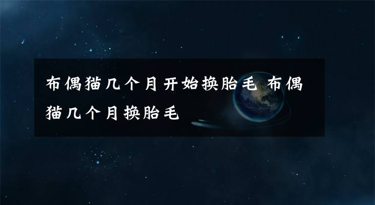 布偶貓幾個(gè)月開始換胎毛 布偶貓幾個(gè)月?lián)Q胎毛