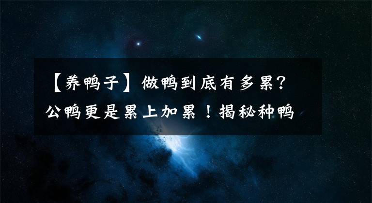 【養(yǎng)鴨子】做鴨到底有多累？公鴨更是累上加累！揭秘種鴨的生活