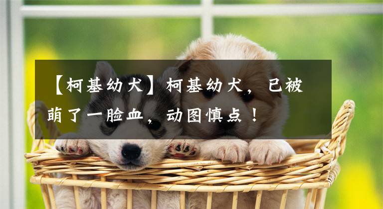 【柯基幼犬】柯基幼犬，已被萌了一臉血，動(dòng)圖慎點(diǎn)！